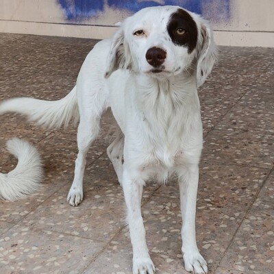 Moly - ein freundliches, fröhliches und sehr weiches Wesen, Kokoni - Hündin