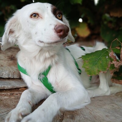 Moly - ein freundliches, fröhliches und sehr weiches Wesen / Reserviert, Kokoni - Hündin