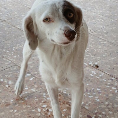 Moly - ein freundliches, fröhliches und sehr weiches Wesen / Reserviert, Kokoni - Hündin