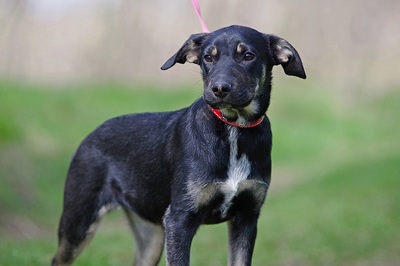 Momo, Mischling Welpen - Hündin