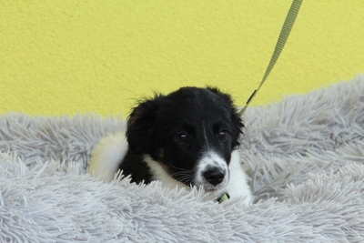 Momo, Mischling Welpen - Rüde