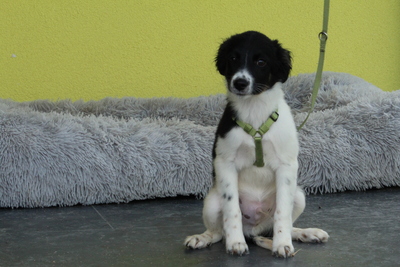 Momo, Mischling Welpen - Rüde
