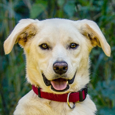 Mon Ami, Labrador-Mix - Hündin