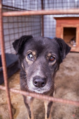 Mona - Eine besondere Seele auf der Suche nach ihrem Menschen, Mischling - Hündin