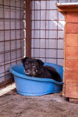 Mona - Eine besondere Seele auf der Suche nach ihrem Menschen, Mischling - Hündin