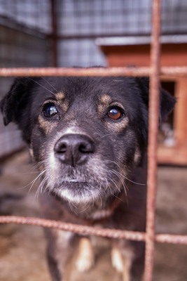 Mona - Eine besondere Seele auf der Suche nach ihrem Menschen, Mischling - Hündin