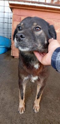 Mona - Eine besondere Seele auf der Suche nach ihrem Menschen, Mischling - Hündin