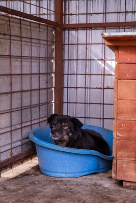 Mona - Eine besondere Seele auf der Suche nach ihrem Menschen, Mischling - Hündin