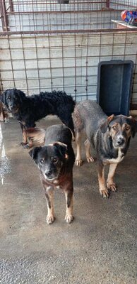 Mona - Eine besondere Seele auf der Suche nach ihrem Menschen, Mischling - Hündin