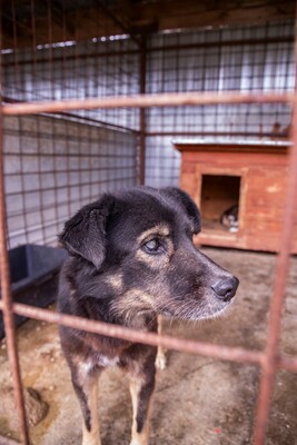 Mona - Eine besondere Seele auf der Suche nach ihrem Menschen, Mischling - Hündin