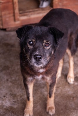 Mona - Eine besondere Seele auf der Suche nach ihrem Menschen, Mischling - Hündin