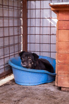 Mona - Eine besondere Seele auf der Suche nach ihrem Menschen, Mischling - Hündin