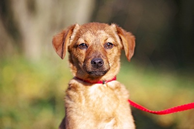 Mona, Mischlingshündin Welpen - Hündin