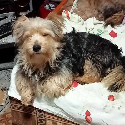 Mona, Yorkshire - Mix - Hündin