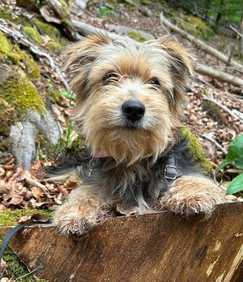 Mona, Yorkshire Terrier - Mix - Hündin