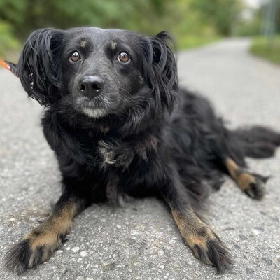 💥 Mona ist unsere wunderschöne Hündin 💥, Mischlingshündin - Hündin