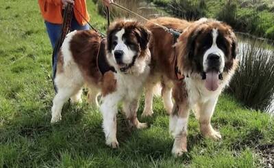 Mona und Neutron Bernhardiner suchen zusammen ein Zuhause