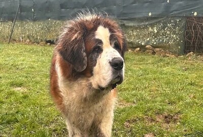 Mona und Neutron Bernhardiner suchen zusammen ein Zuhause, Bernhardiner - Hündin