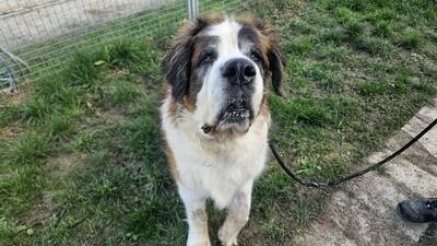 Mona und Neutron Bernhardiner suchen zusammen ein Zuhause, Bernhardiner - Hündin