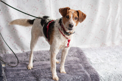 Mondo, Mischling - Rüde