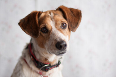 Mondo, Mischling - Rüde