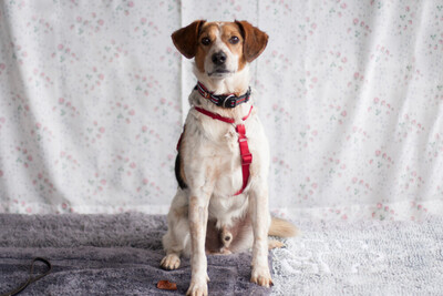 Mondo, Mischling - Rüde