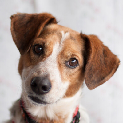 Mondo, Mischling - Rüde