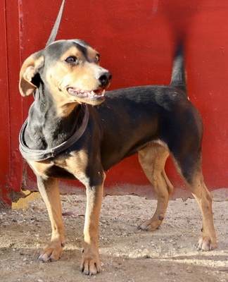 Monica, Mix - Hündin