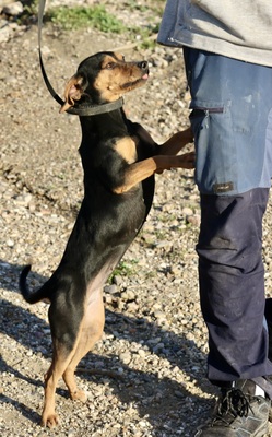 Monica, Mix - Hündin