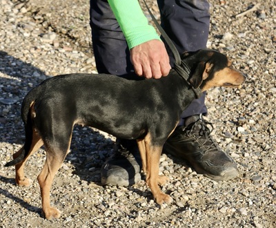 Monica, Mix - Hündin