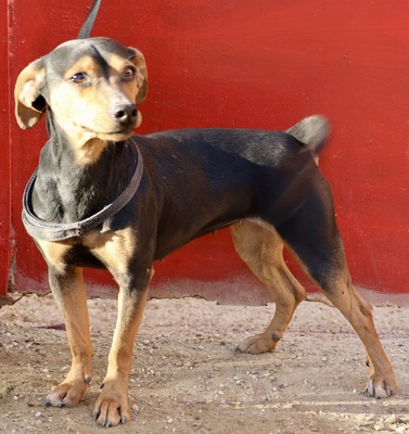 Monica, Mix - Hündin