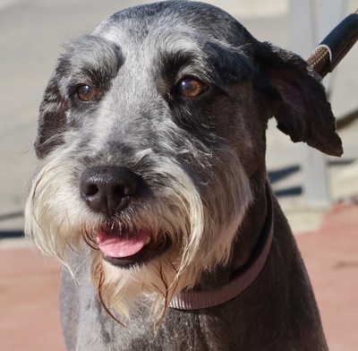 Monica, Schnauzer Mix - Hündin