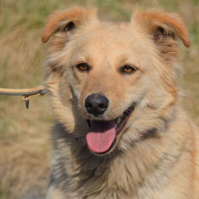 🌞🌞Monika zuckersüße Junghündin sucht liebevolle Familie🌈🌈, Mischlingswuschelhündin - Hündin