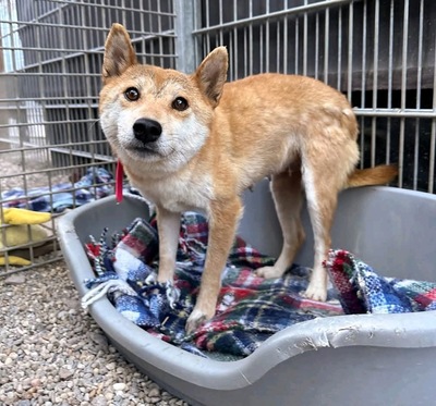 Mononoke, Shiba Inu mix - Hündin