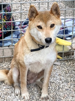 Mononoke, Shiba Inu mix - Hündin