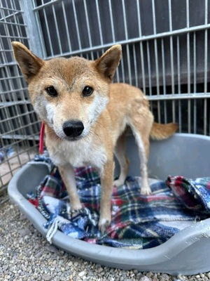 Mononoke, Shiba Inu mix - Hündin