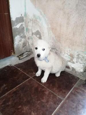 Monti, Mischling - Rüde