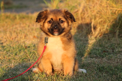 Monti, Mischling Welpen - Rüde