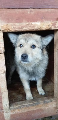 Monti – bereit für sein erstes echtes Zuhause, Mischling - Rüde