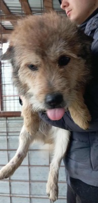 Monti – bereit für sein erstes echtes Zuhause, Mischling - Rüde