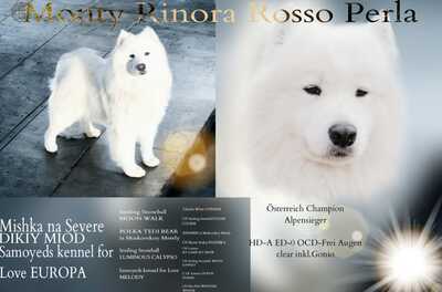 Monty Rinora Rosso Perla, Samojede - Rüde 1