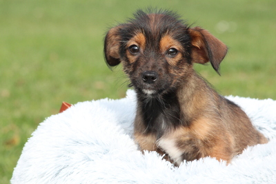 Moo, Mischling Welpen - Hündin