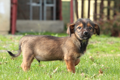 Moo, Mischling Welpen - Hündin