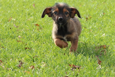 Moo, Mischling Welpen - Hündin