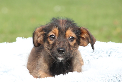 Moo, Mischling Welpen - Hündin