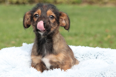 Moo, Mischling Welpen - Hündin