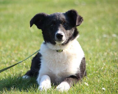 Moo, Mischling Welpen - Rüde