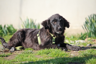 Moon, Mischling Welpen - Rüde
