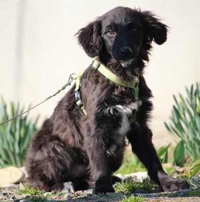 Moon, Mischling Welpen - Rüde