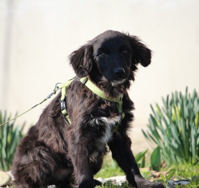 Moon, Mischling Welpen - Rüde